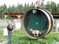 Беговое колесо для собак