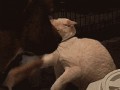 -собакен-песочница-гифка-3697972