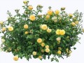 klipartz.com (19)