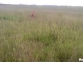 A lions attempt in hunting a hippo backfires horribly.