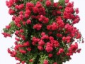 _roza_2_yapfiles.ru