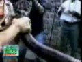 Boa swallowed hippo! Удав проглотил бегемота!