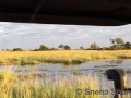 Two lions attacked by crocodile!