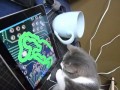 iggy investigates an ipad