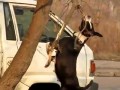 Собака-Акробака