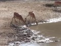 Поймай меня, если сможешь