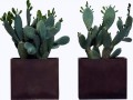 cactus-corten-pot