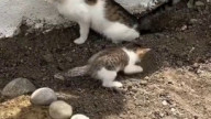 Mama cat teaches her kitten the outdoor potty