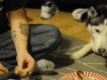 Husky begging for chicken