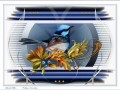 Bluebird - 1