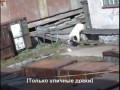 Нападение белого медведя