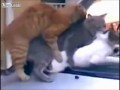 Майские коты