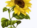 0_87ed7_fb0cf973_LПлеер