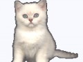kitty_by_luisbc-d8r5wr8