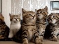 котята