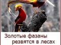 li_png_0016
