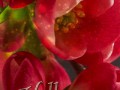 orig (5)
