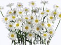 flower-001