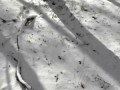 Голубые подснежники под снегом