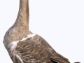duck_PNG5036