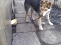 Злая кошка терроризирует собаку!