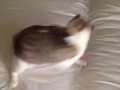 котейка без лап