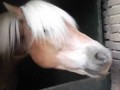 Mouth Farting Horse
