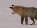 Fox Snow Dive - Yellowstone - BBC Two