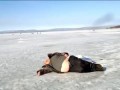 Бать, тебе нормально?