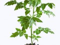 proiekt-biezziemiel-naia-tiekhnologhiia-vyrashchivaniia-rassady-tomatov_1