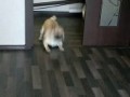 Мопс, который боится тазика