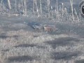 Опознали укр БМП захваченную в Грузии