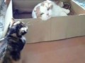 Кот троллит котенка.