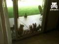 Cat opens door for puppies