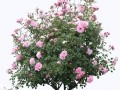 _kust_yapfiles.ru_yapfiles.ru