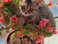Котик на сакуре