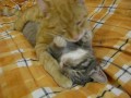 кошачья любовь