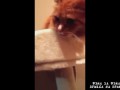 Реакция кота на скотч
