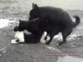 Кот кота, кота собака 