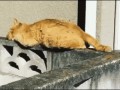 gifs_17 (2)