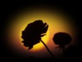 1__arnusha