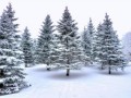 109477127_winterforest_1