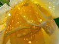 Fungif_20111 (1)