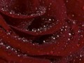 look_com_ua-99286