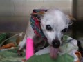 Old Dog Biting Vet