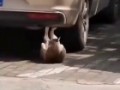 Ахилес