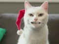 Джингбэллс от кота