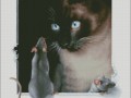 Cat&