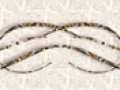 3__arnusha