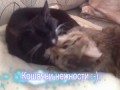 Кошачьи нежности